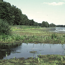Vogelvennteich