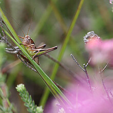 Kurzflügelige Beißschrecke