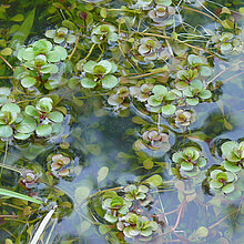 Sumpfquendel (Peplis portula)
