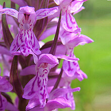 Geflecktes Knabenkraut Blüte.