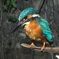 Eisvogel