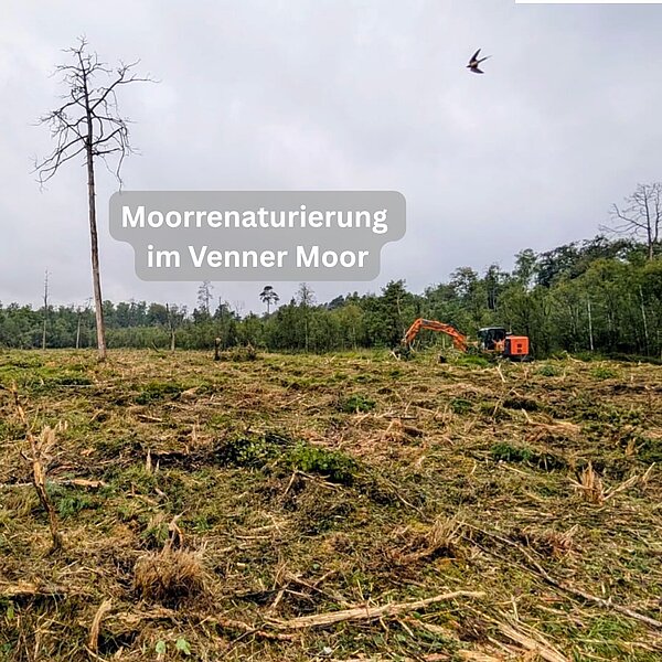 Instagram Post 18084375863670737 Neues aus dem Venner Moor! 🐍Seit Mittwoch ist der Mulchbagger der Firma Lehnhoff wieder im…