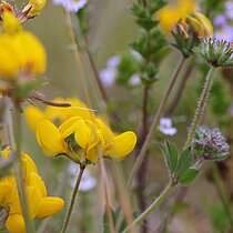 Sumpf-­Hornklee (Lotus pedunculatus)