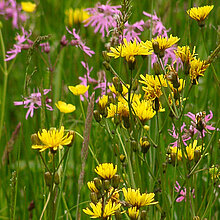 Gelb blühendes Sumpf-Pippau (Crepis paludosa)