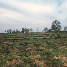 Nassweide mit Blänke