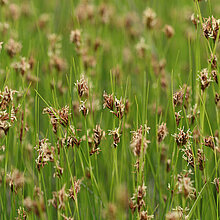 Braunes Schnabelried Wiese