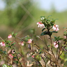 Preiselbeere (Vaccinium vitis-idaea)