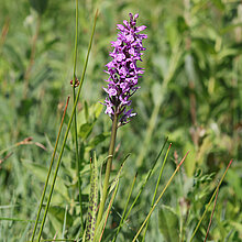 Geflecktes Knabenkraut Blüte
