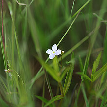 Schild-Ehrenpreis Blüte