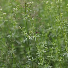 Weißes Labkraut (Galium album)