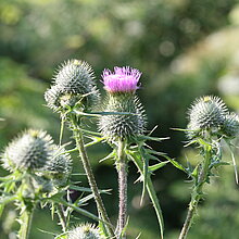 Lanzettblättrige Kratzdistel (Cirsium vulgare)