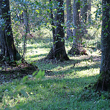 Erlen-Eschen-Auwald (Pruno-Fraxinetum)