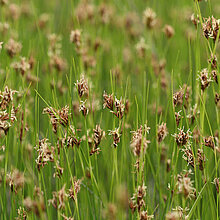 Braunes Schnabelried