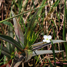 Weiss blühende Schild-Ehrenpreis (Veronica scutellata)