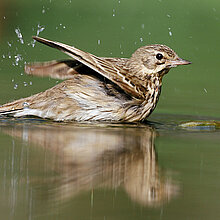 Baumpieper (Anthus trivialis)