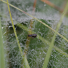 Wiesenpeitschenweber im Spinnennetz