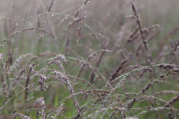 Pfeifengras (Molinia caerulea)