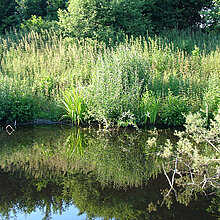 Uferzone Teiche Asbecker Mühlenbach
