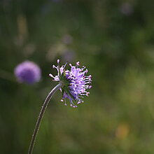 Teufelsabbiss (Succisa pratensis)