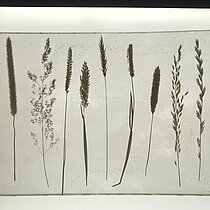 Epoxidharztafel gpresster und getrockneter Süßgrasarten (Poacaea).