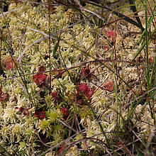 Rundblättriger Sonnentau (Drosera rotundifolia)