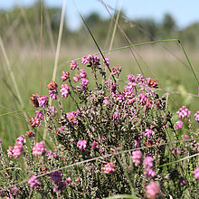 Blühende Glocken-Heide