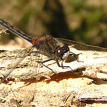 Nordische Moosjungfer