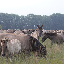 Wildpferde auf Pfeifengraswiese.