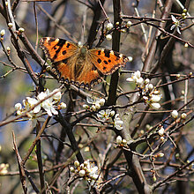 Großer Fuchs Schmetterling