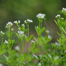 Waldmeister / galium odoratum