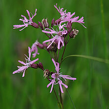 Kuckucks-Lichtnelke (Lychnis flos-cuculi)