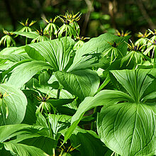 Die Einbeere (Paris quadrifolia) bevorzugt im Wald die festen und schattigen Standorte.