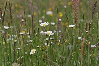 NSG Tierkarten bei Nordkirchen im Frühsommer: Glatthaferwiese mit der Kennart Wiesen­-Margerite (Leucanthemum vulgare). Die Margerite blüht im Frühsommer und wird mit dem ersten Schnitt ab Juni geerntet. 