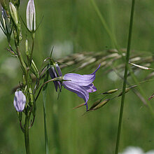 Rapunzel-Glockenblume Blüte