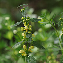 Blühende Gewöhnliche Goldnessel