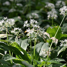 Der Bärlauch (Allium ursinum) gehört zu den Laucharten und überwintert als Zwiebel. Bärlauch gehört zu den sogenannten Kaltkeimern, d.h. die Samen  müssen vor dem Keimen eine Frostperiode durchlebt haben.