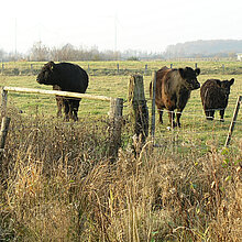 Galloway-Rinder auf der Weide.