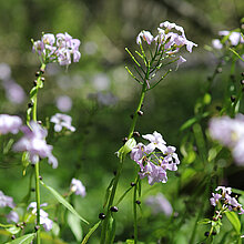 Blühender Zwiebel-Zahnwurz