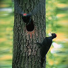 Schwarzspechte am Baum.