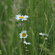 Magerwiesen-Margerite (Leucanthemum vulgare)