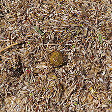 Wiesefix-Ernte: Das Saatgut der Spenderfläche wird getrocknet und bis zum Spätsommer gelagert.