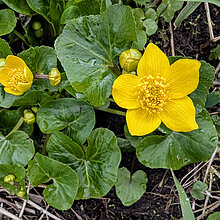 Sumpfdotterblume (Caltha palustris)