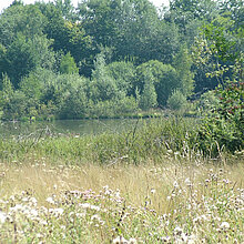 Übergang von Wiese zu Wald im NSG Höven