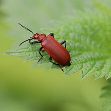 Feuerkäfer auf einem Blatt.