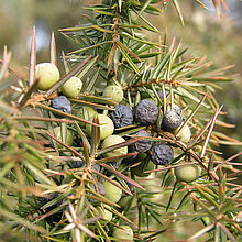 Wacholder mit Beeren.