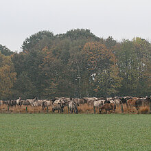 Wildpferde auf Pfeifengraswiese.