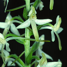 Zweiblättrige Waldhyazinthe (Platanthera bifolia)