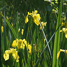 Sumpf-Schwertlilie (Iris_pseudacorus)