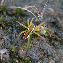 Gerandete Jagdspinne