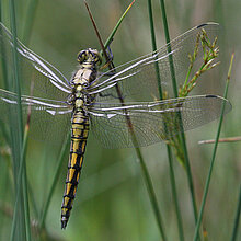 Großer Blaupfeil Libelle